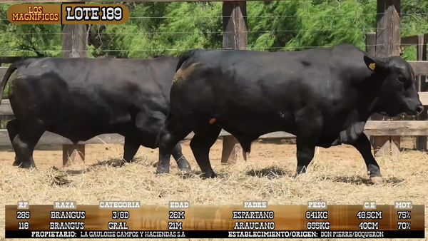 Lote LOTE 189