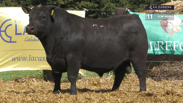 27 40334N — TOROS ANGUS PURO CONTROLADO