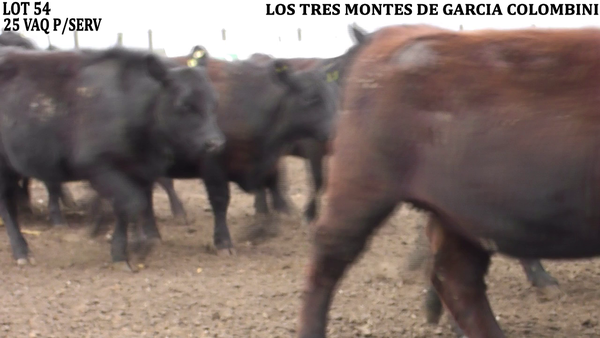 Lote VAQUILLONAS PARA SERVICIO