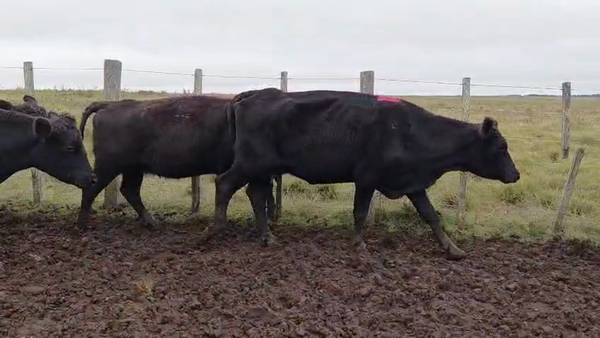 Lote VACAS PREÑADAS