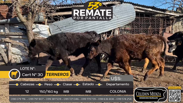 Lote 12 Terneros en La Horqueta, Colonia