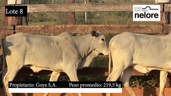 Lote Expo Nacional Terneras - Lote 08