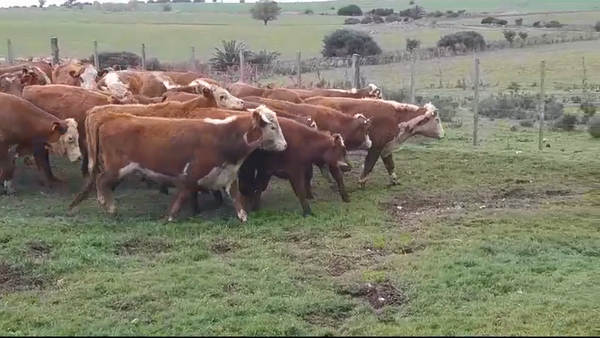 Lote (Vendido)28 Novillos HEREFORD - HEREFORD/ ANGUS 300kg -  en SAN PEDRO