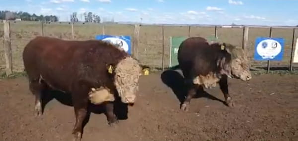 Lote 2 Toros en Tandil, Buenos Aires