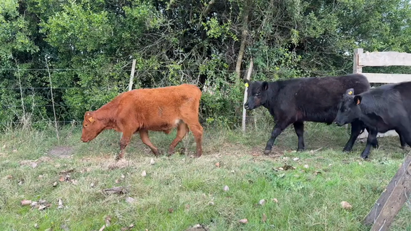 Lote TERNEROS Y TERNERAS