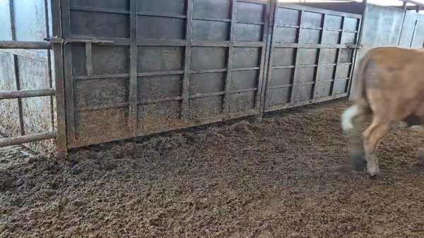 Lote 20 Novillo Gordo en Linares, VII  Región Maule