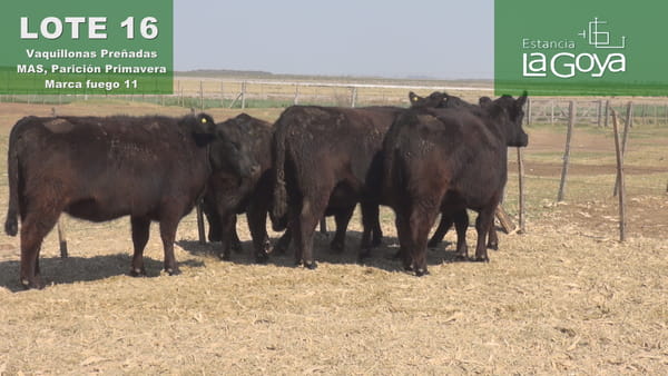 Lote VAQUILLONAS PREÑADAS MAS PARICIÓN PRIMAVERA