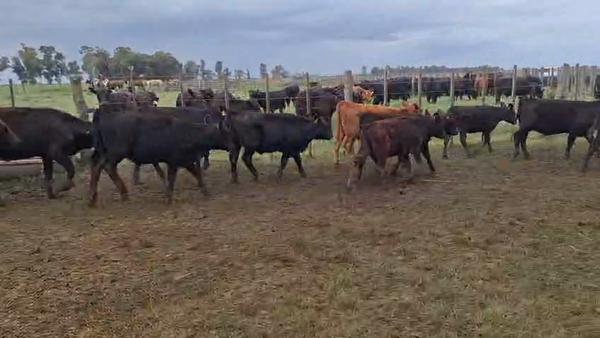 Lote 56 Terneras