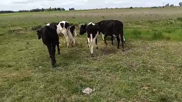 Lote 6 Terneros HOLANDO 170kg - , San José