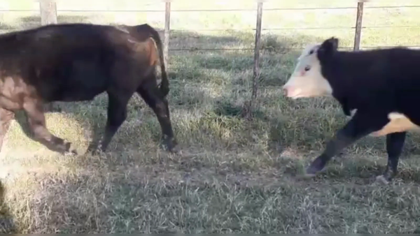 Lote 70 TERNS. MACHOS, RAUCH, PCIA. DE BS. AS.