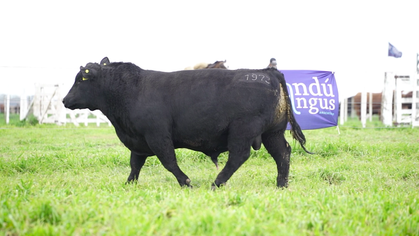 Lote Toros PP Negro