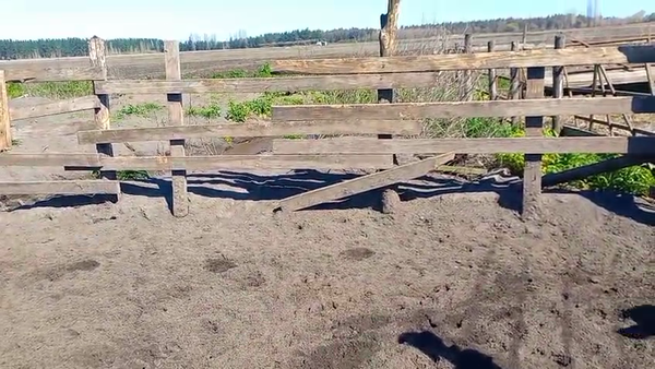 Lote 20 Novillo Gordo en Cabrero, VIII Región Biobío