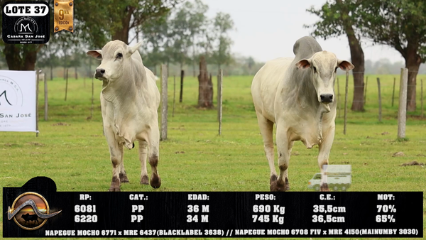 Lote LOTE 37