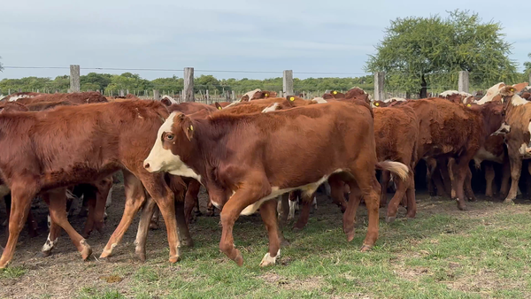 Lote 130 Terneros/as en Corrientes, San Roque