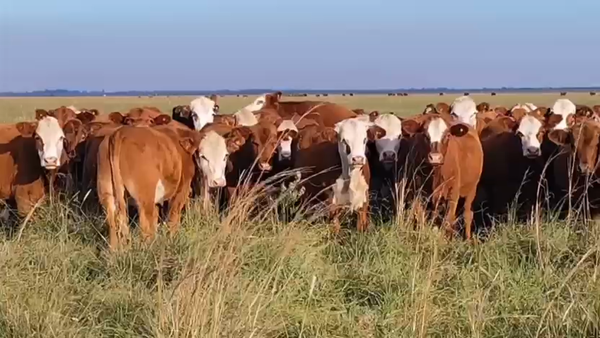Lote 109 Terneros en Corrientes, Curuzú-Cuatiá
