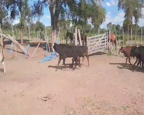 Lote 100 Terneros en Tintina, Santiago del Estero