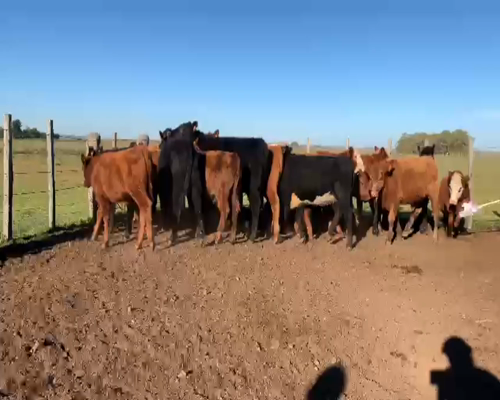 Lote TERNEROS Y TERNERAS
