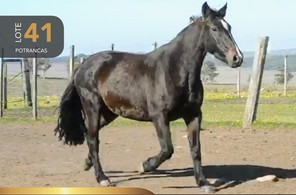 Lote Aquerenciada Lavanda