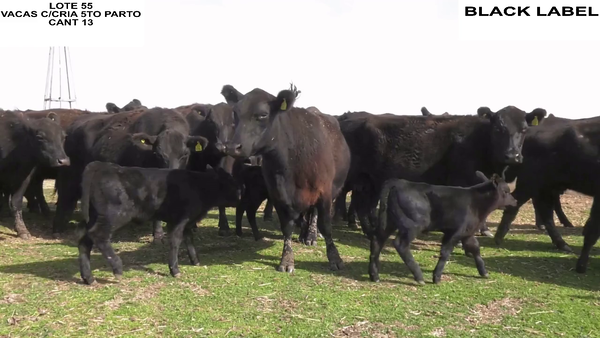 Lote VACAS CON CRIA BLACK LABEL