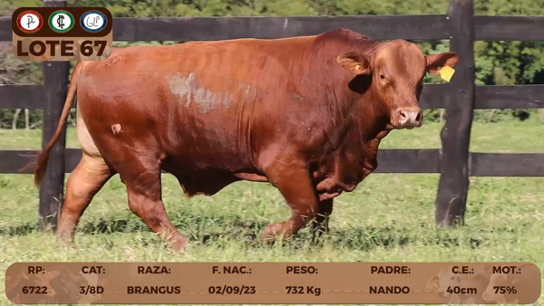 Lote LOTE 67