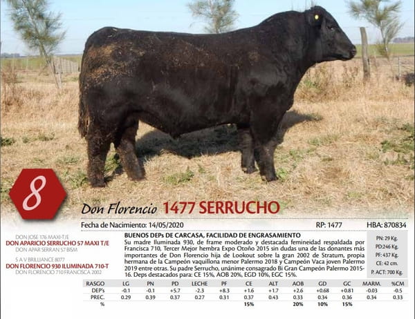 Lote TORO