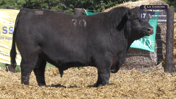 39 40176N — TOROS ANGUS PURO CONTROLADO