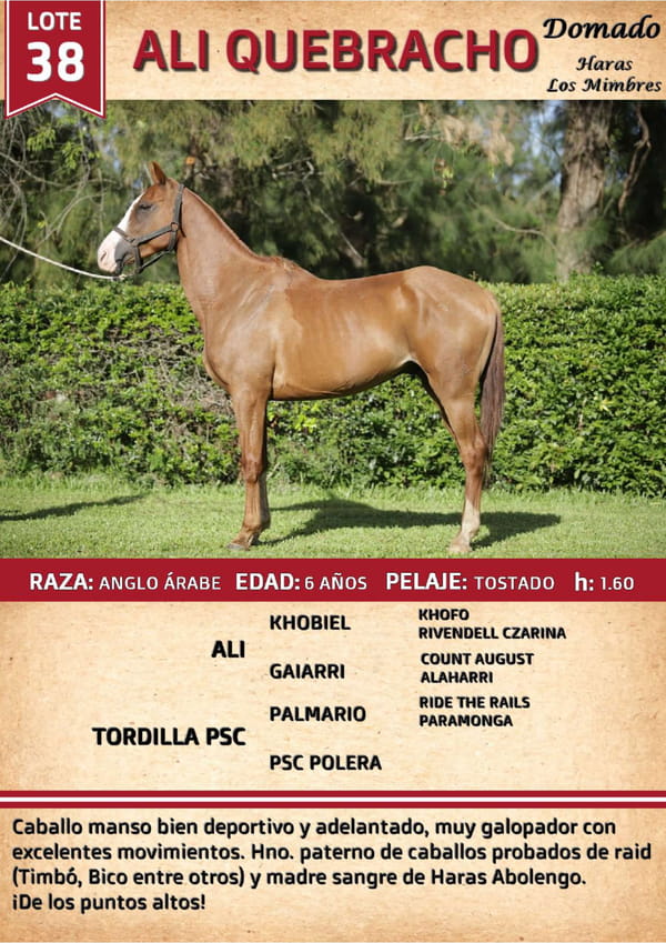 Lote ALI QUEBRACHO