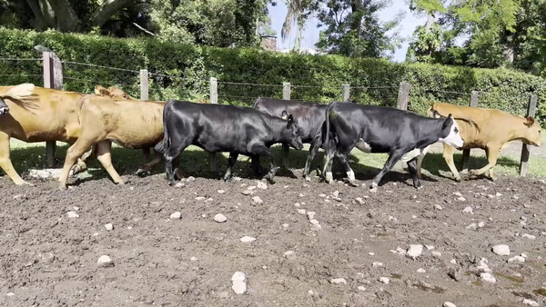  VAQUILLONAS 1 A 2 AÑOS