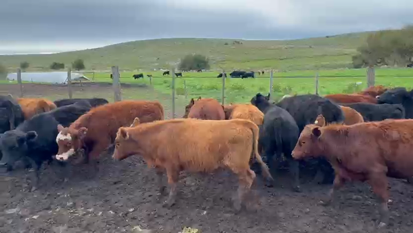 60 Terneros a término