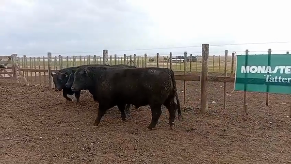 Lote Toros