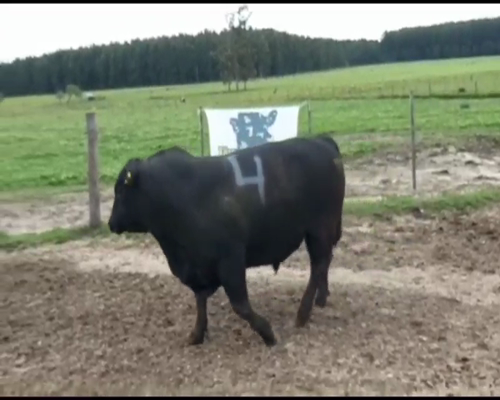 Lote 1 Toros en Pedernal, Entre Ríos