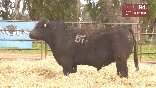 57 4051 — TOROS ANGUS NEGROS  PC