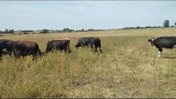 Lote 9 Novillos 3 Holando,  3 Kiwi,  2 Yersey,  1 Normando en Raigon