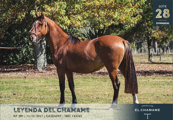 Lote LEYENDA DEL CHAMAME