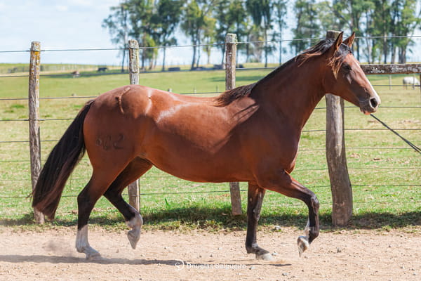 Lote TORMENTA LEVE 602 DE LA CASILLA