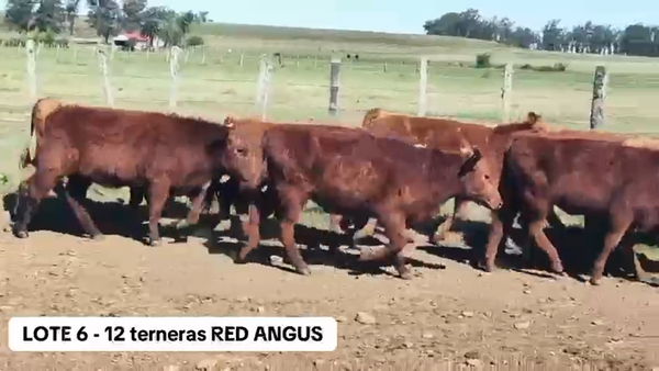 Lote 12 Terneras Red Angus