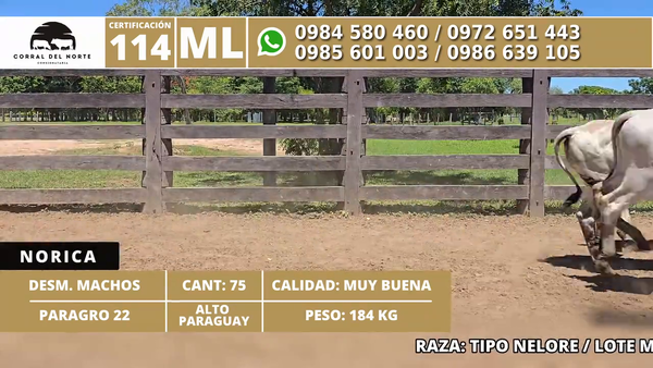 Lote 75 Desmamantes machos 184kg -  en Carmelo Peralta los de Norica  Puerto Sastre los de Ygua Pora