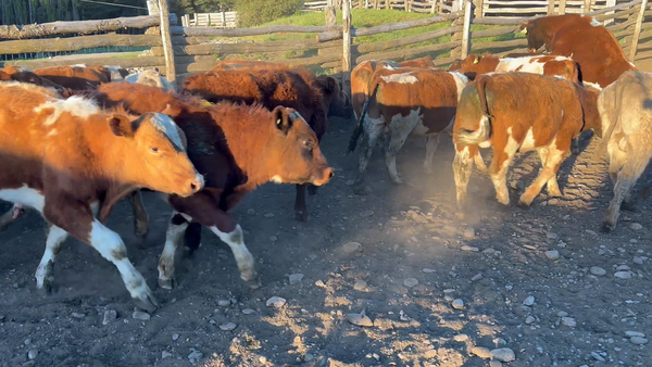 Lote 37 Ternero en Coyhaique, XI Región Aysén