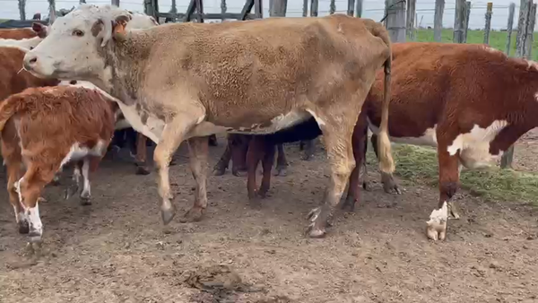 Lote 30 Piezas de cría HEREFORD 330kg - , San José