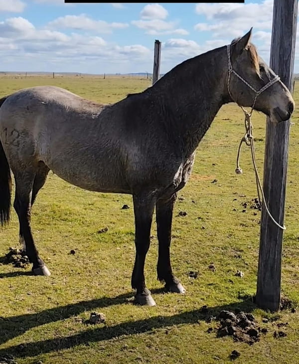 Lote Canela Rumbeador
