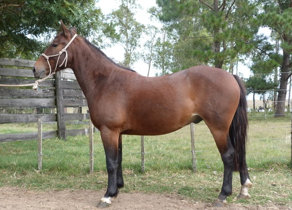 Lote LIMONERO ESCONDIDO