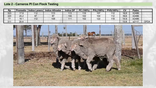 Lote Lote 2 - EL PAMPERO