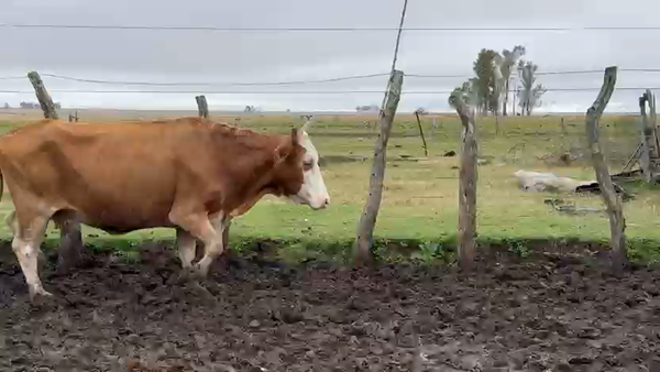 Lote 100 Vacas de invernar
