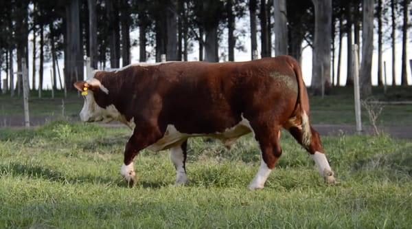 Lote POLLED HEREFORD