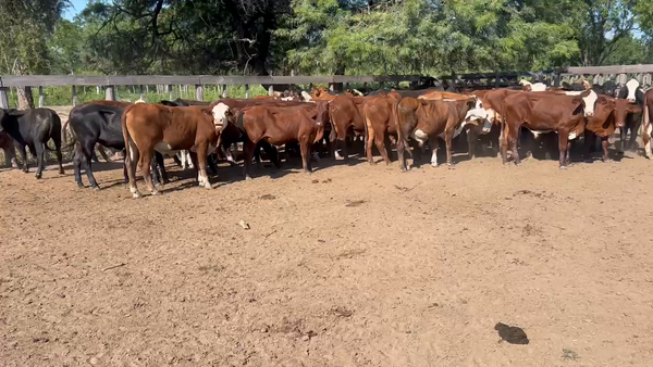 Lote 82 Novillitos en Juan José Castelli, Chaco