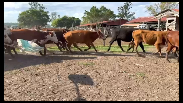 Lote 26 Vacas de invernar