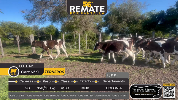 Lote 20 Terneros en Artilleros, Colonia