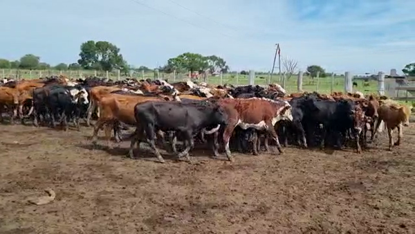 Lote 130 Terneras en Gral. San Martín, Chaco