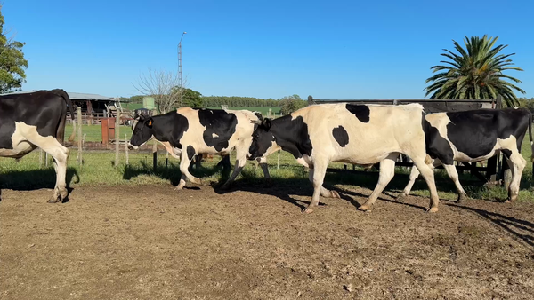 Lote NOVILLOS 1 a 2 AÑOS