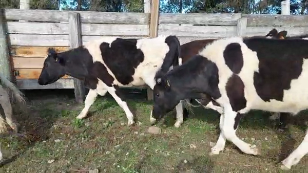 Lote 16 Novillos HOLANDO 360kg - , San José